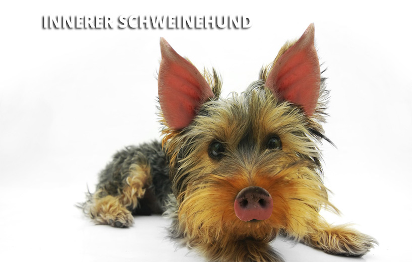 Der innere Schweinehund der in fast jedem von uns schlummert, ist schwierig zu überwinden.